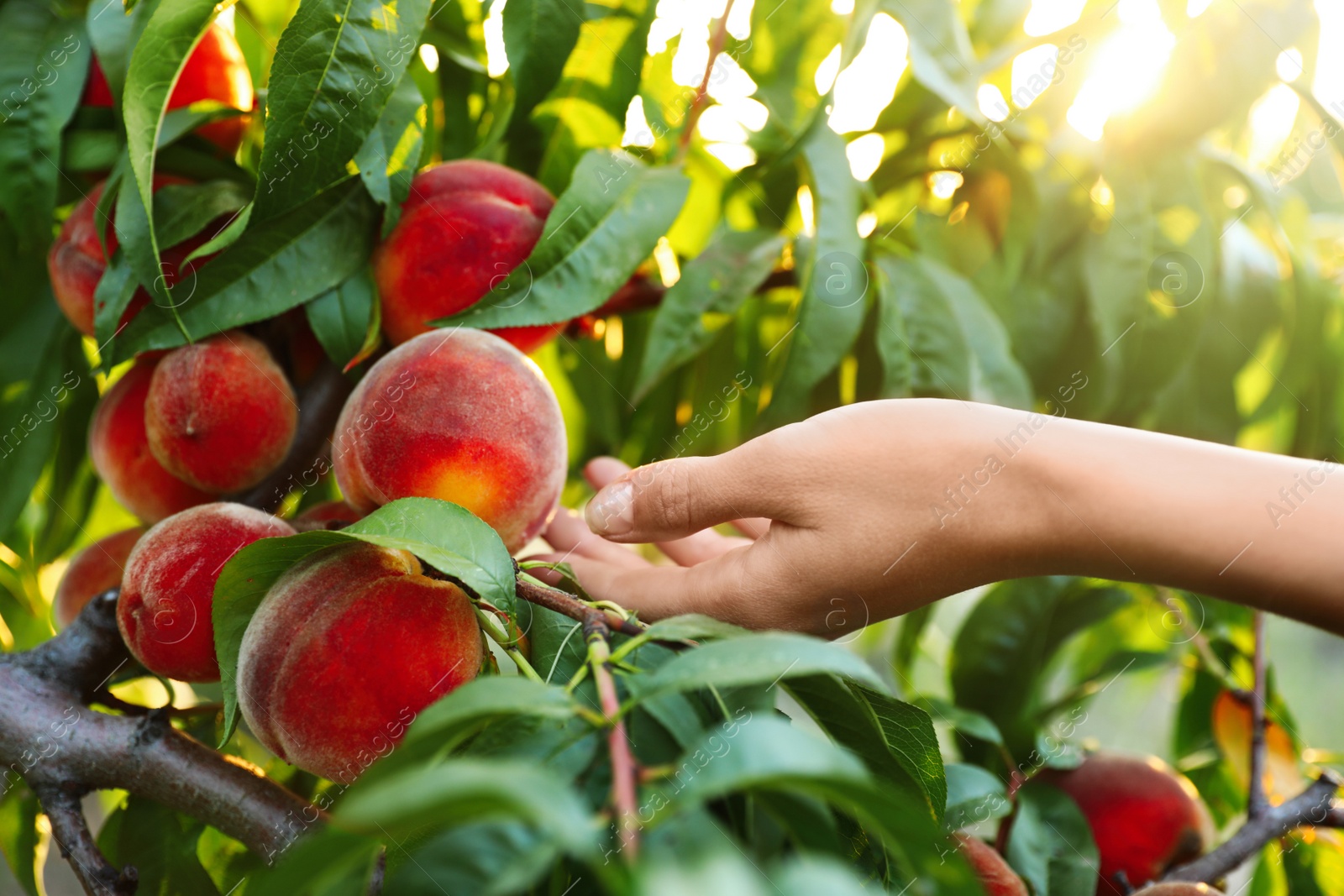 Photo of Woman with fresh ripe peaches in garden, closeup view