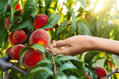 Photo of Woman with fresh ripe peaches in garden, closeup view