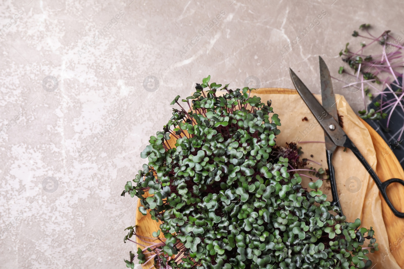 Photo of Fresh organic microgreen on light grey table, flat lay. Space for text