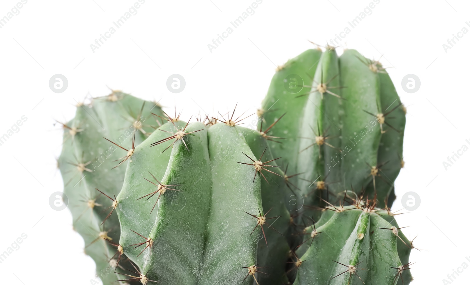 Photo of Beautiful cactus on white background