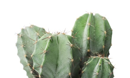 Beautiful cactus on white background