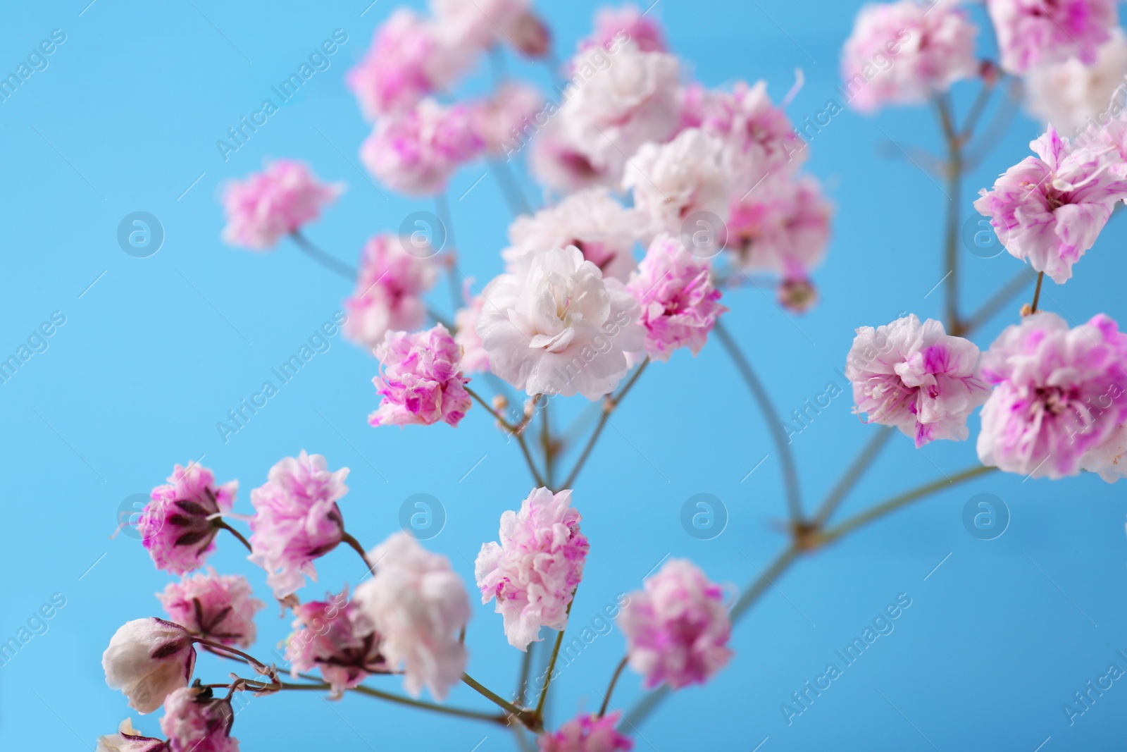 Photo of Beautiful dyed gypsophila flowers on light blue background, closeup