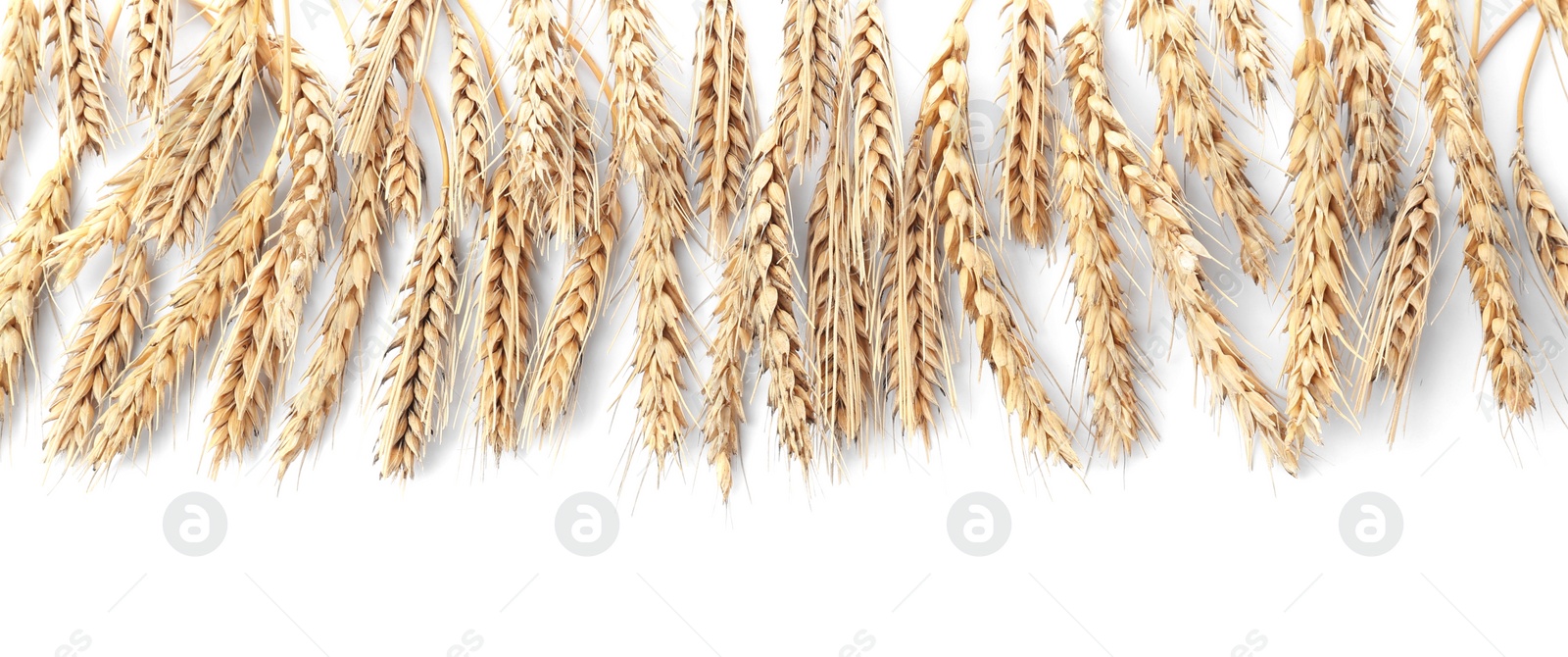 Photo of Many ears of wheat on white background, flat lay. Space for text