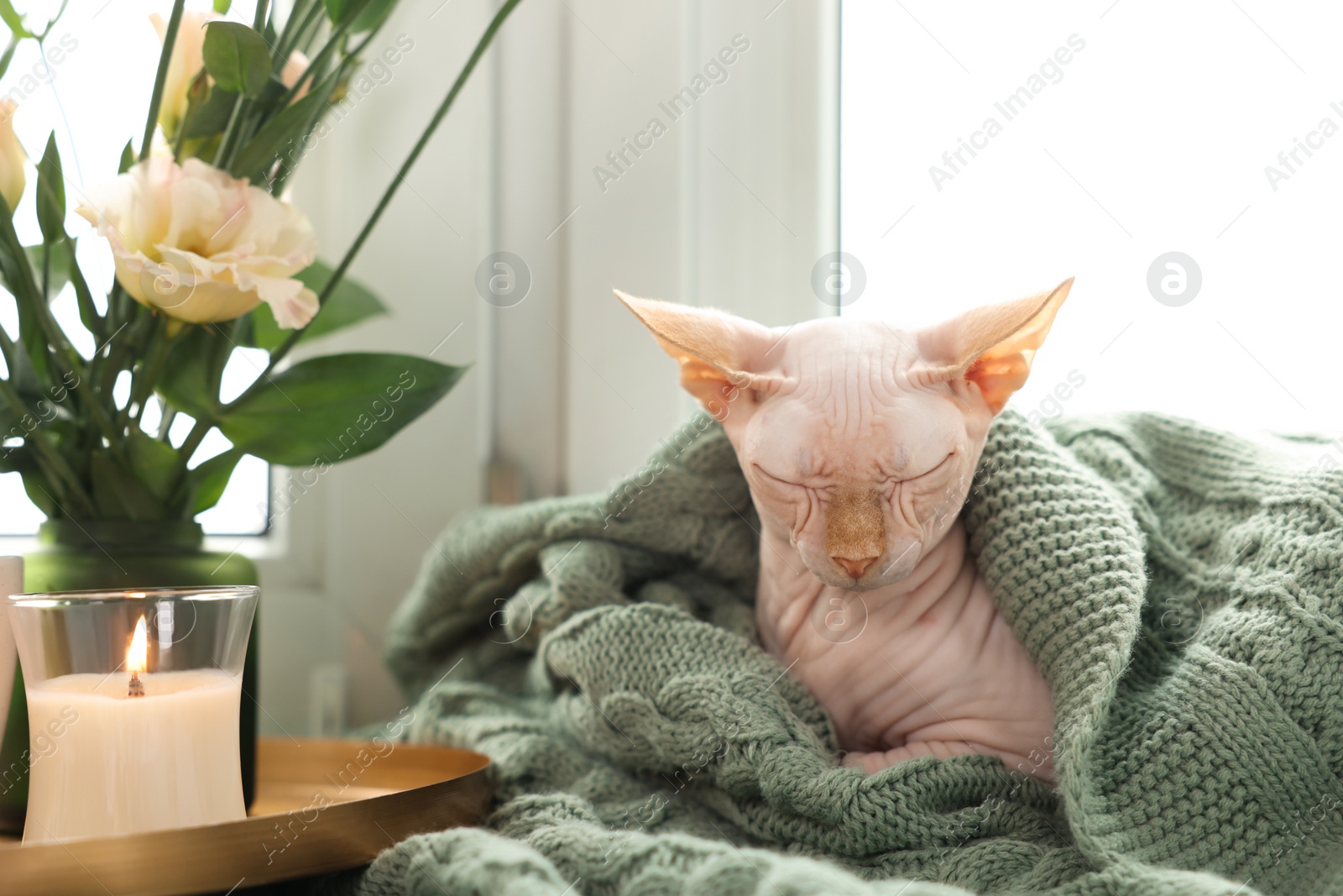 Photo of Beautiful Sphynx cat wrapped in soft blanket sleeping near window at home. Lovely pet