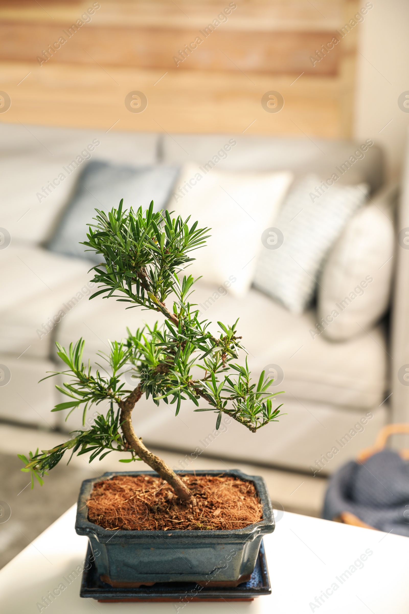 Photo of Japanese bonsai plant on table in living room. Creating zen atmosphere at home