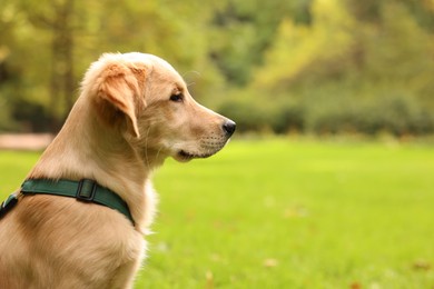 Photo of Cute Labrador Retriever puppy in park, space for text