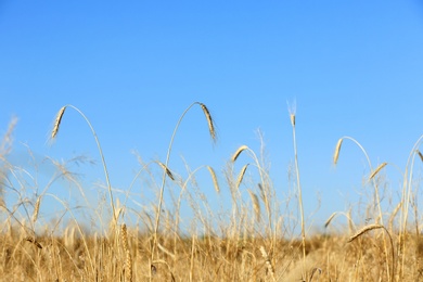 Photo of Landscape with wheat field and blue sky. Cereal grain crop