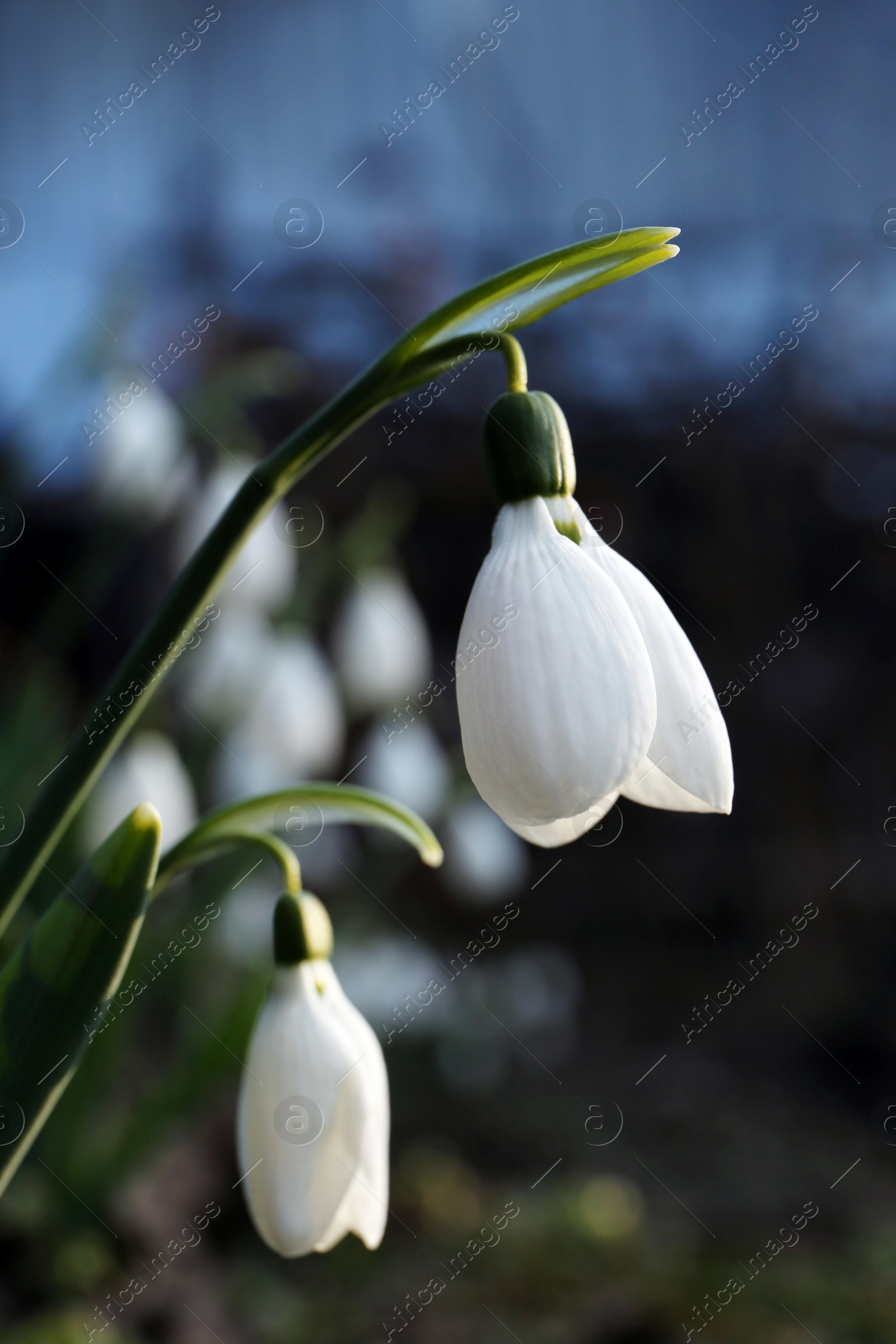 Photo of Beautiful blooming snowdrops growing outdoors, closeup. Spring flowers