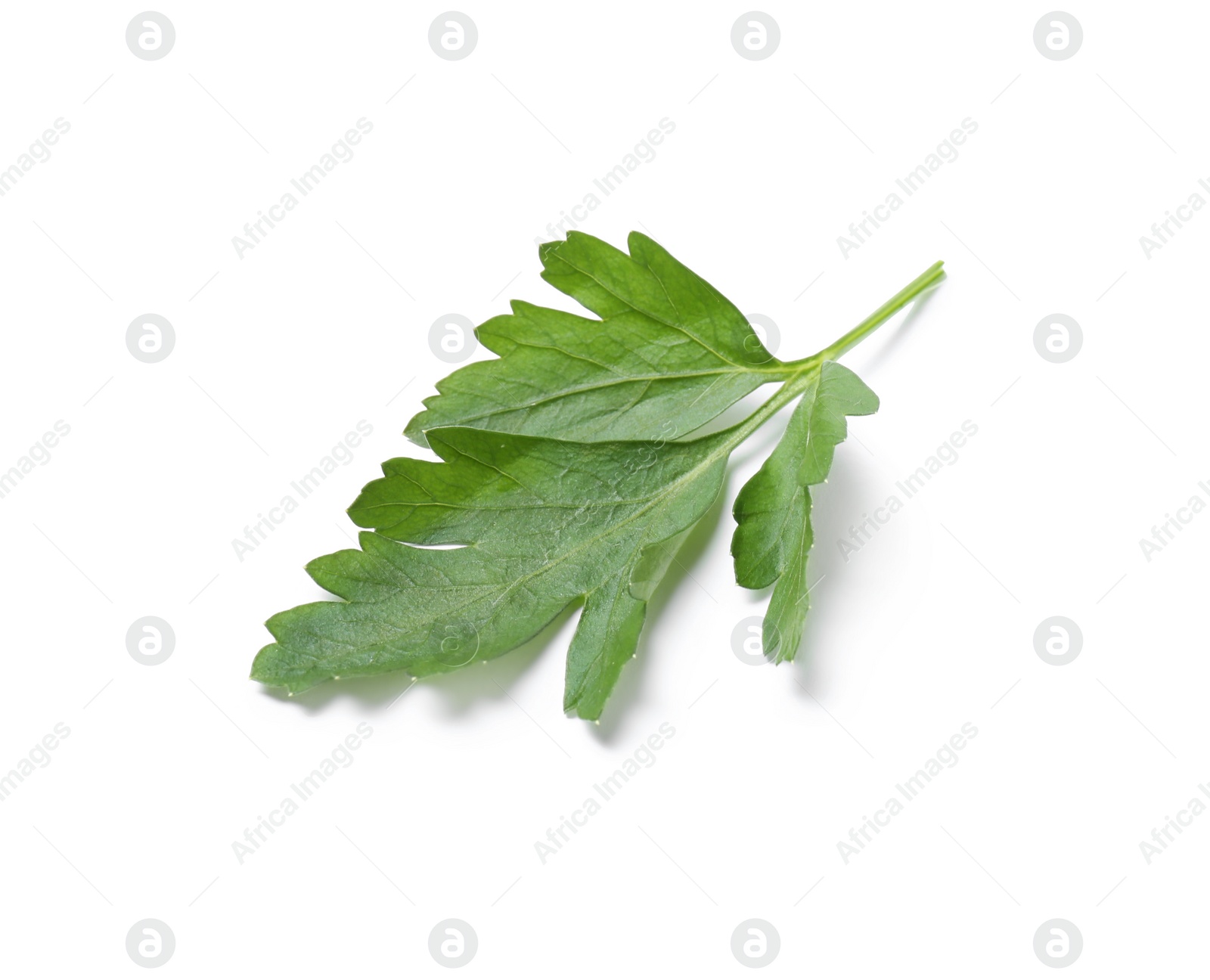 Photo of Fresh green organic parsley on white background