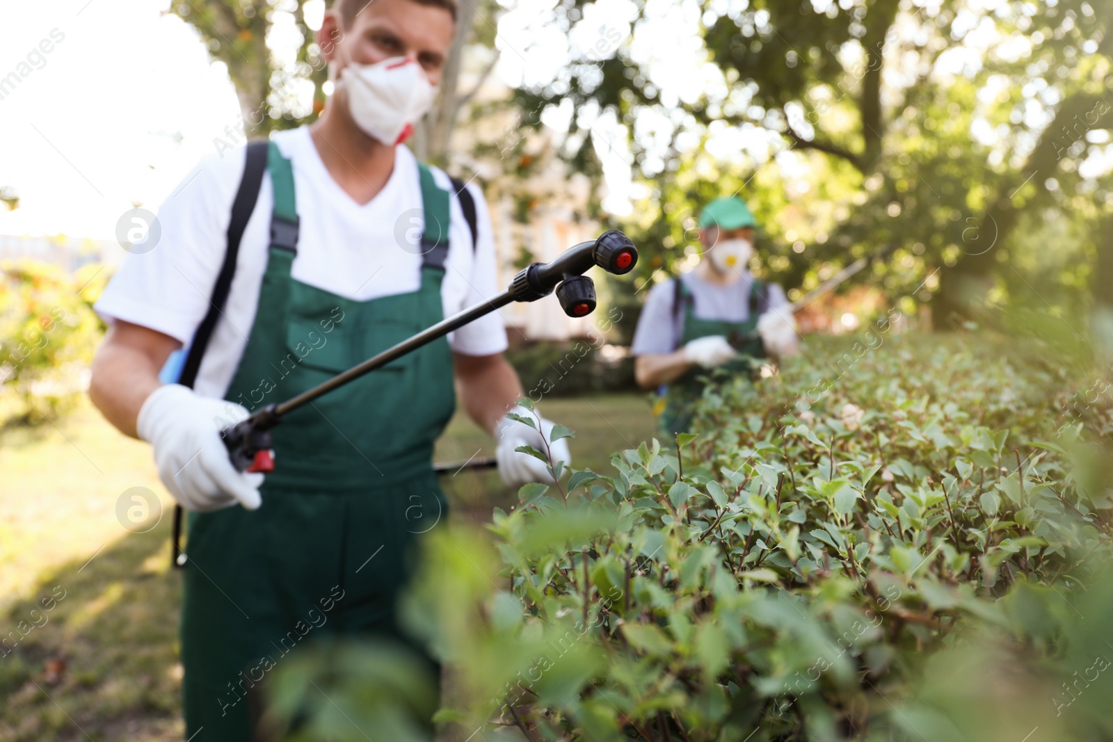 Photo of Workers spraying pesticide onto green bush outdoors. Pest control