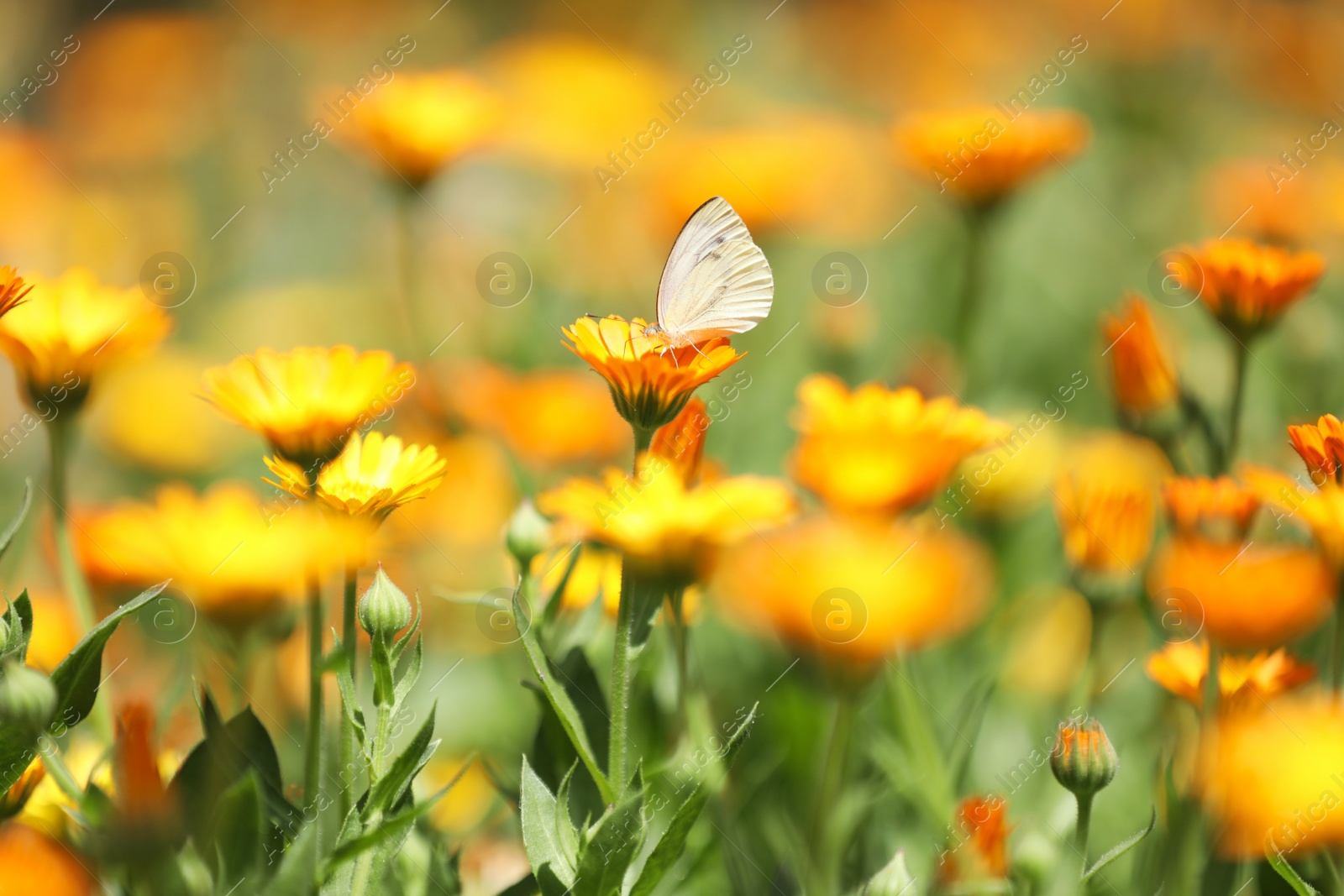 Photo of Beautiful white butterfly on calendula flower outdoors 