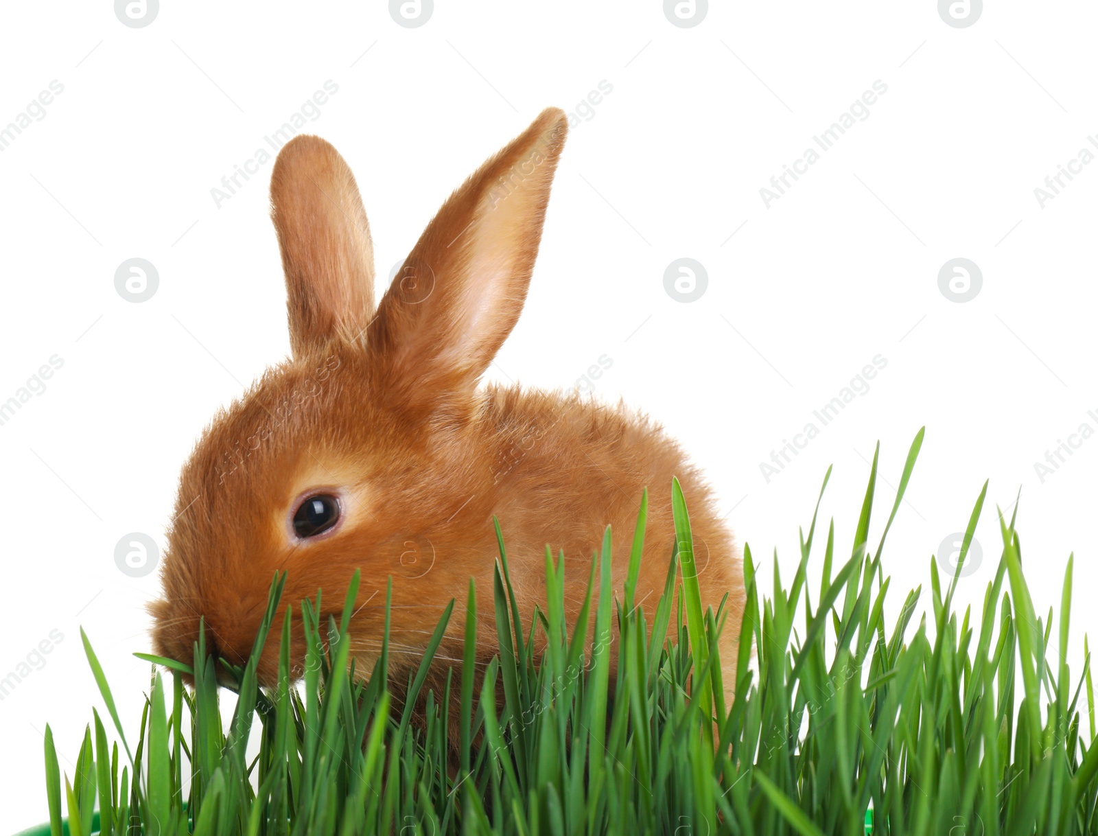 Photo of Cute red bunny among green grass on white background