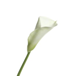 Photo of Beautiful calla lily flower isolated on white