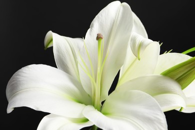 Photo of Beautiful white lily flowers on black background, closeup