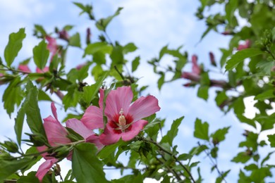Photo of Beautiful pink hibiscus flowers growing in garden, low angle view. Space for text