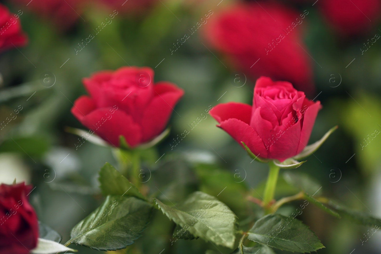 Photo of Beautiful blooming roses, closeup