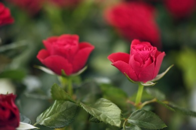 Beautiful blooming roses, closeup