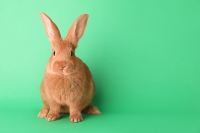 Photo of Cute bunny on green background, space for text. Easter symbol