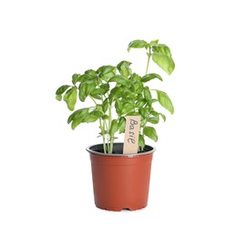 Photo of Aromatic green potted basil isolated on white