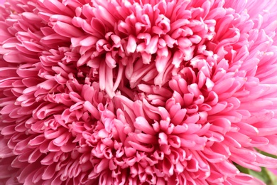 Photo of Beautiful pink aster as background, closeup. Autumn flower