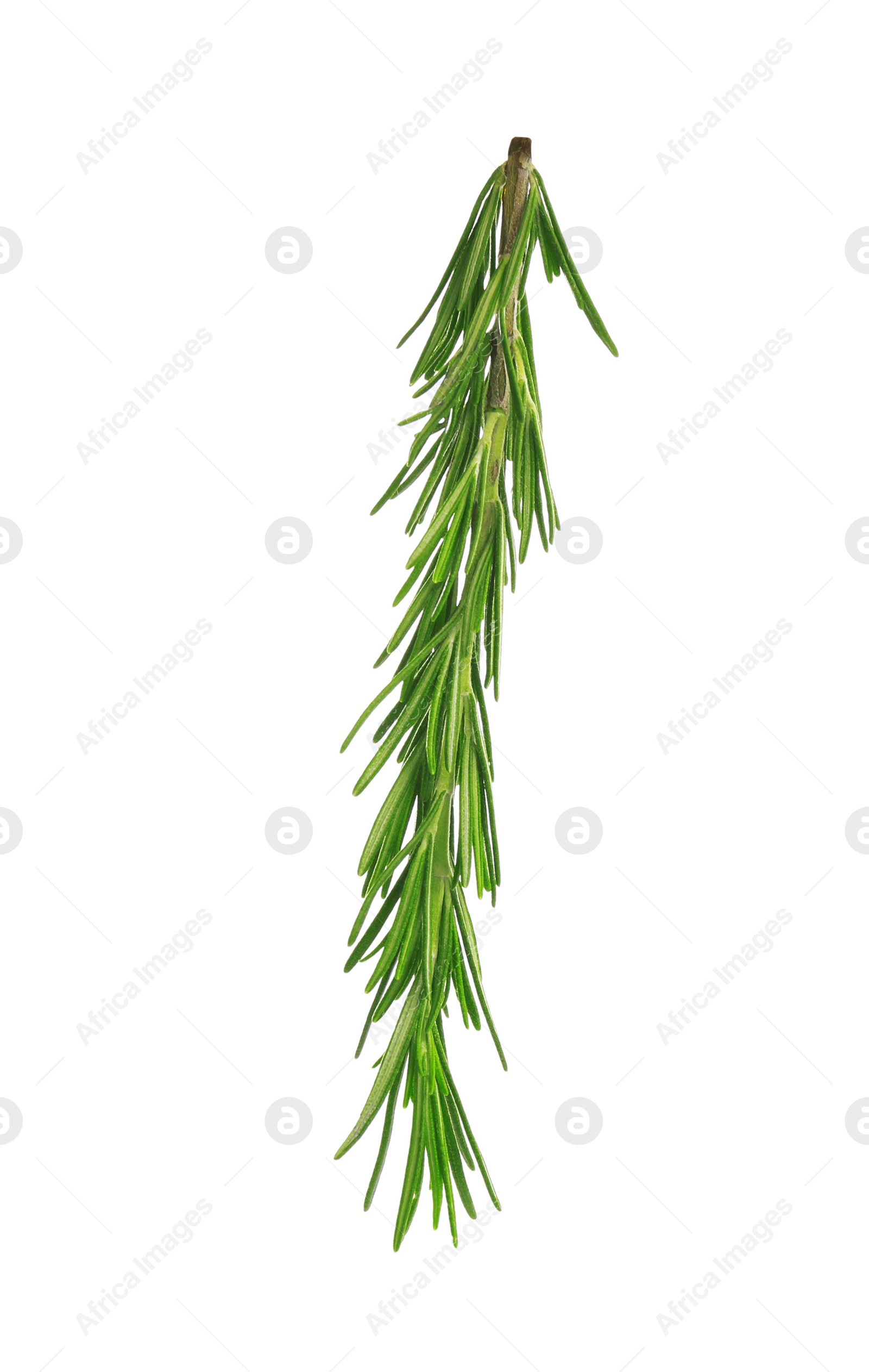 Photo of Fresh green rosemary isolated on white. Aromatic herb