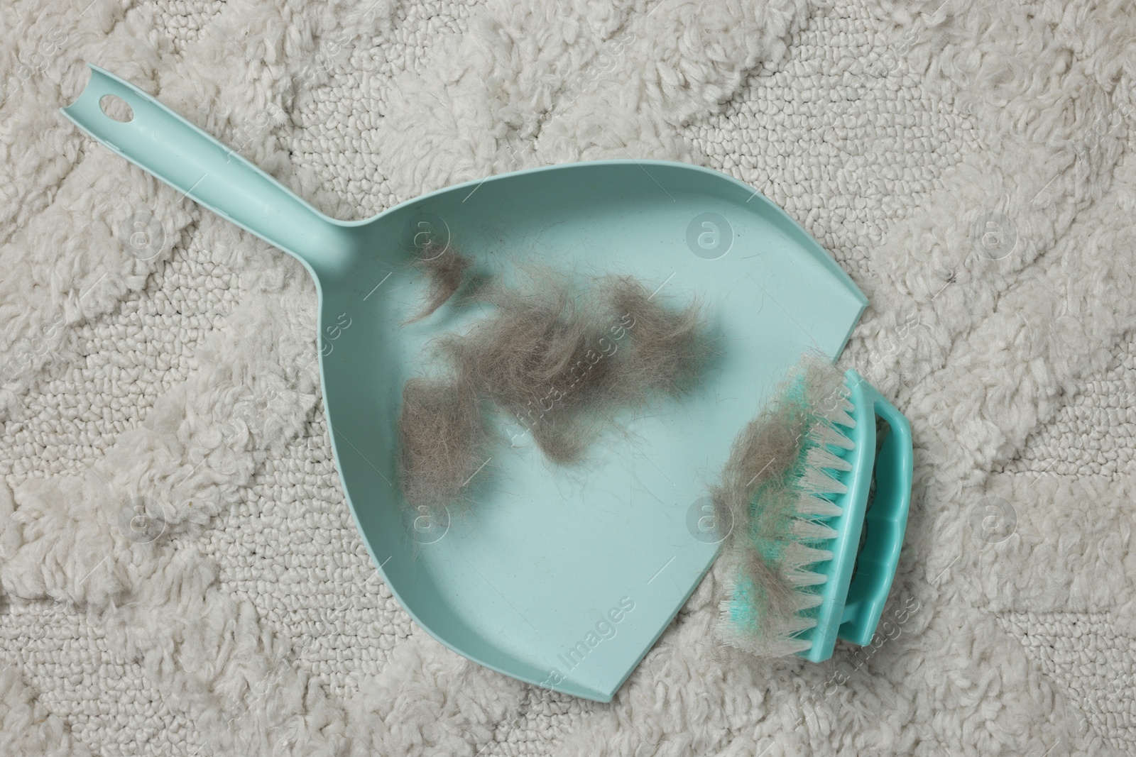 Photo of Brush and scoop with hair pet on carpet, flat lay