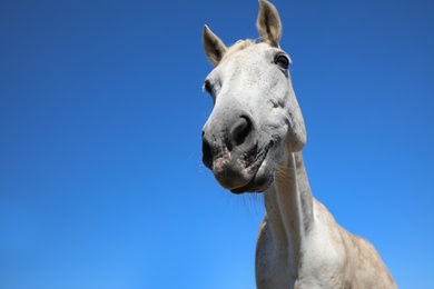 Grey horse outdoors on sunny day, closeup. Beautiful pet