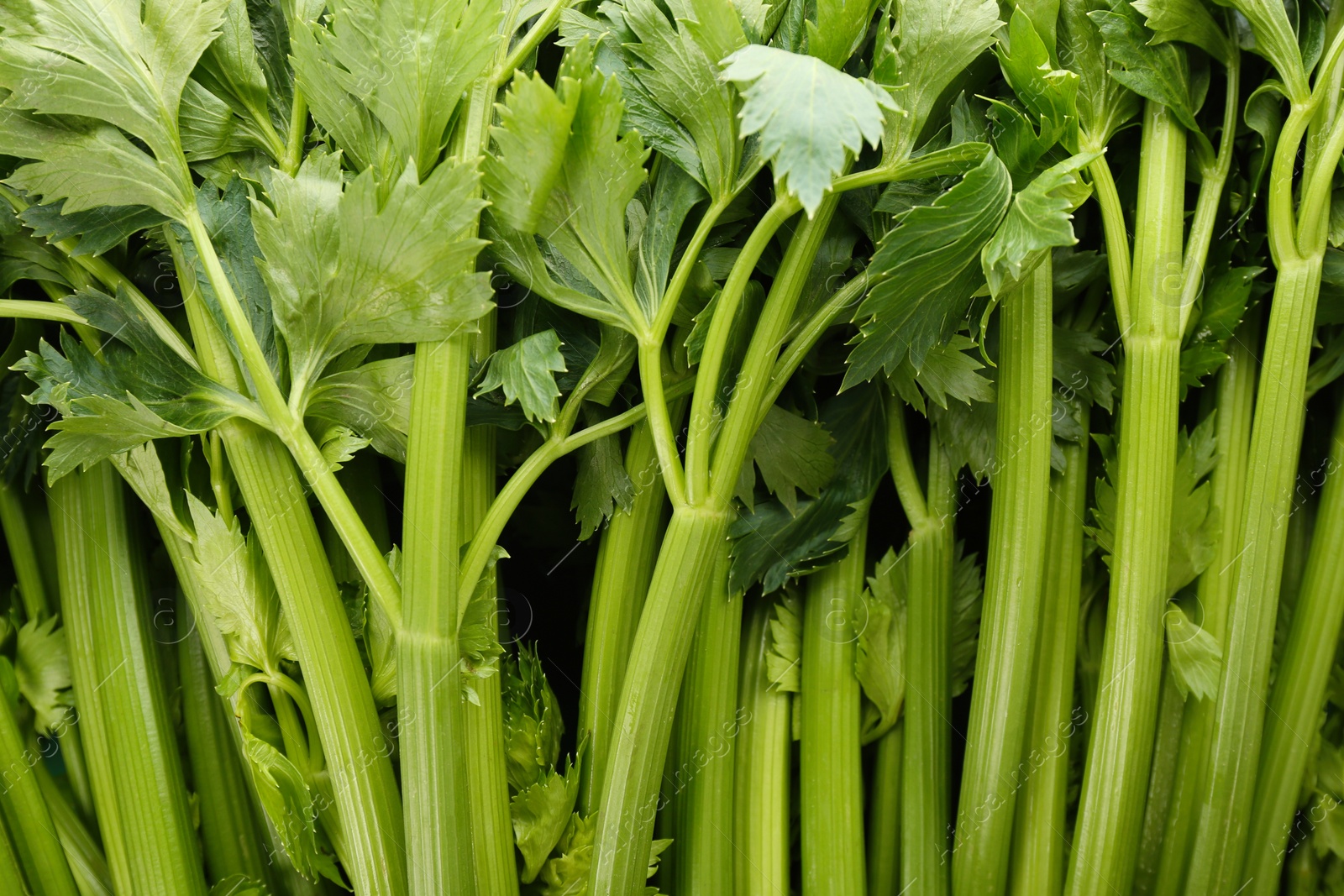 Photo of Fresh green celery as background, closeup view