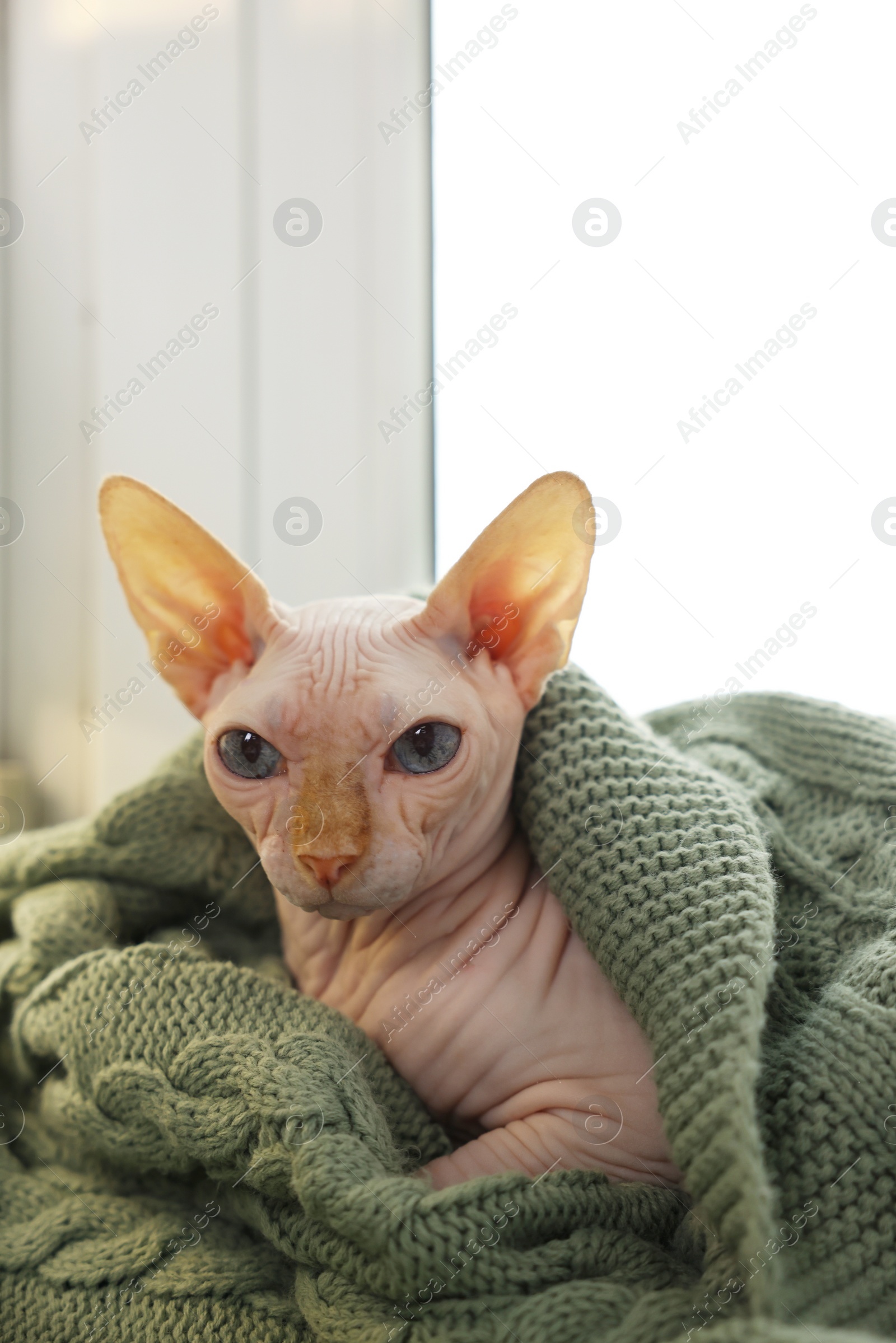 Photo of Beautiful Sphynx cat wrapped in soft blanket at home. Lovely pet