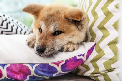 Photo of Adorable Akita Inu puppy looking into camera on pillows at home, closeup