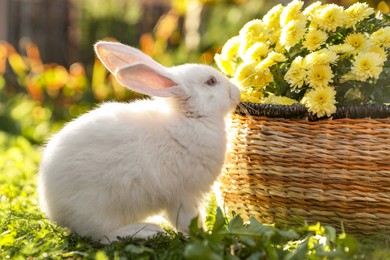 Photo of Cute white rabbit near wicker basket with flowers on grass outdoors