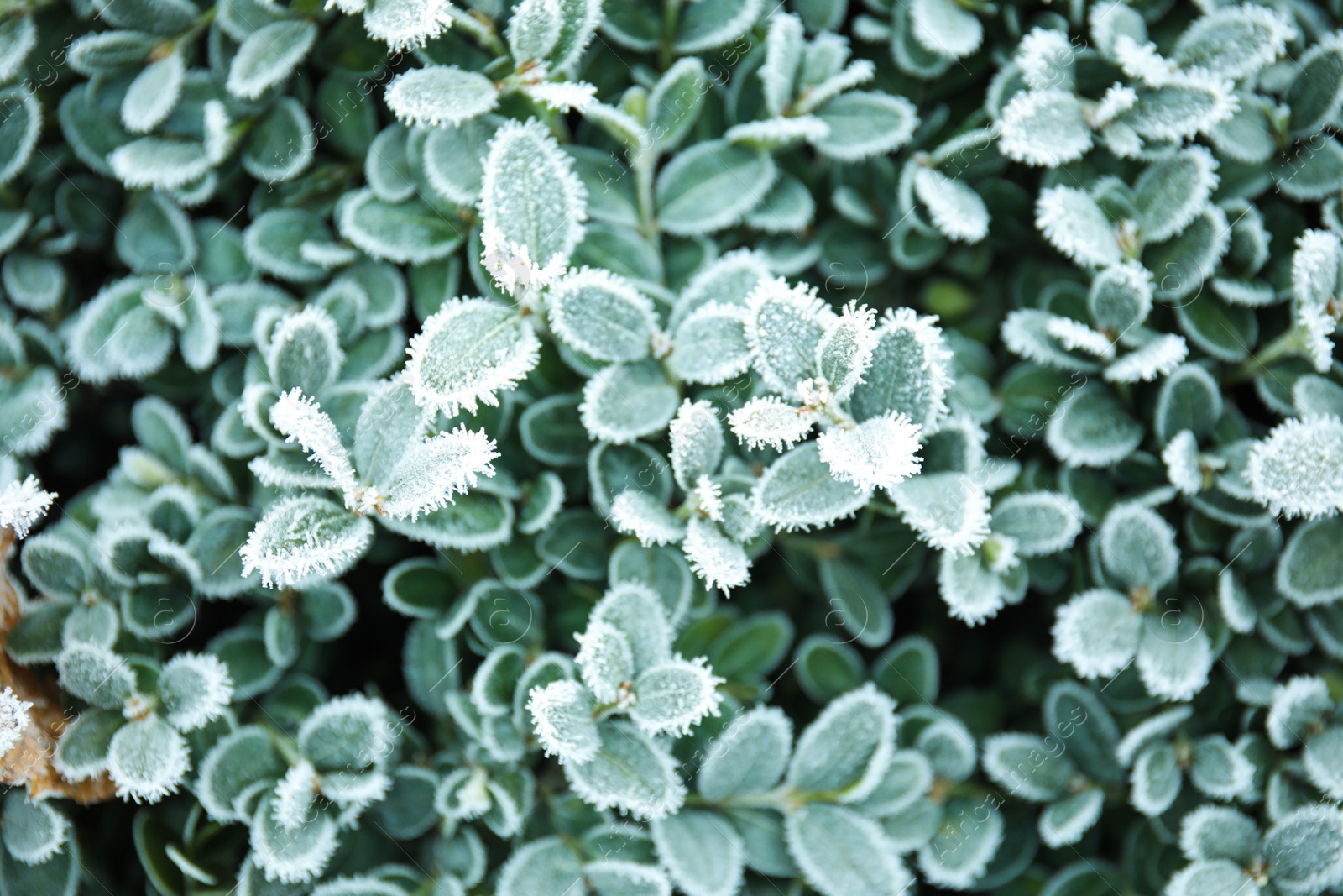 Photo of Bush leaves covered with hoarfrost outdoors on cold winter morning, closeup