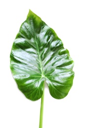 Beautiful tropical Taro plant leaf on white background