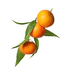 Fresh tangerines with green leaves isolated on white