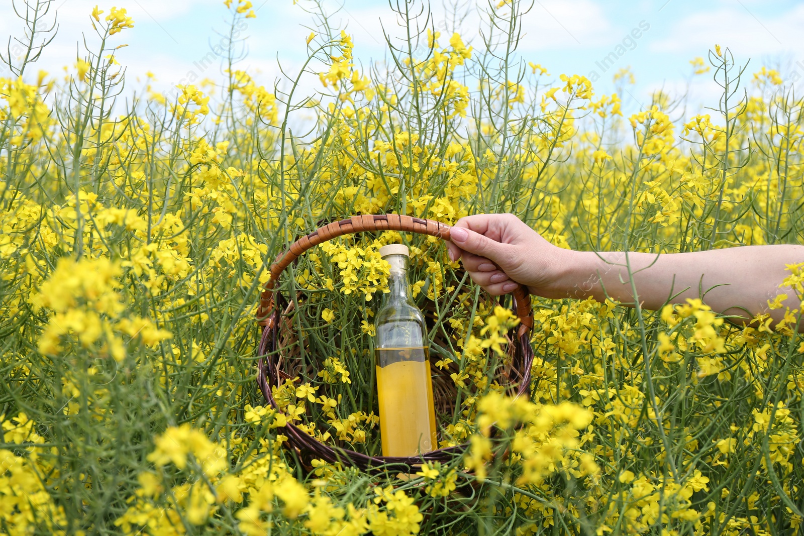 Photo of Woman holding wicker basket with rapeseed oil in bottle and flowers outdoors, closeup