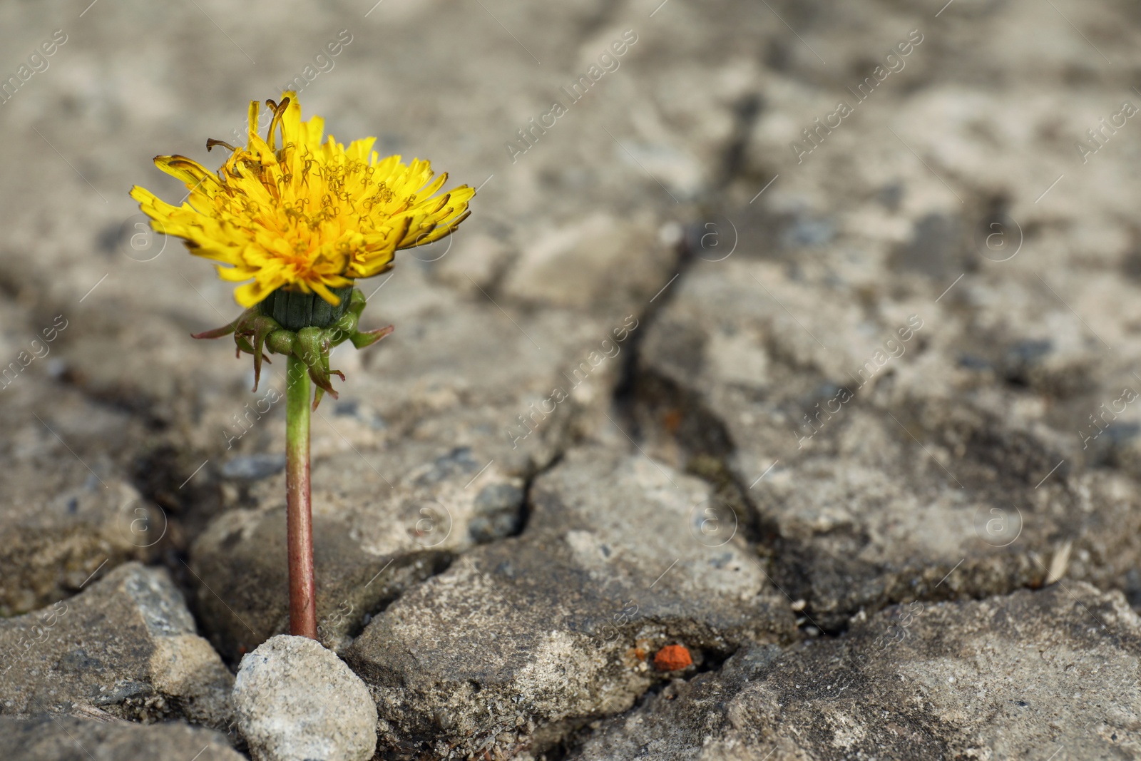 Photo of Beautiful flower growing in dry soil, space for text. Hope concept