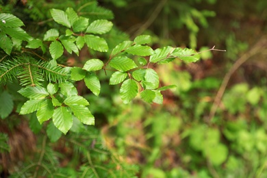 Photo of Beautiful tree with green leaves in forest, closeup