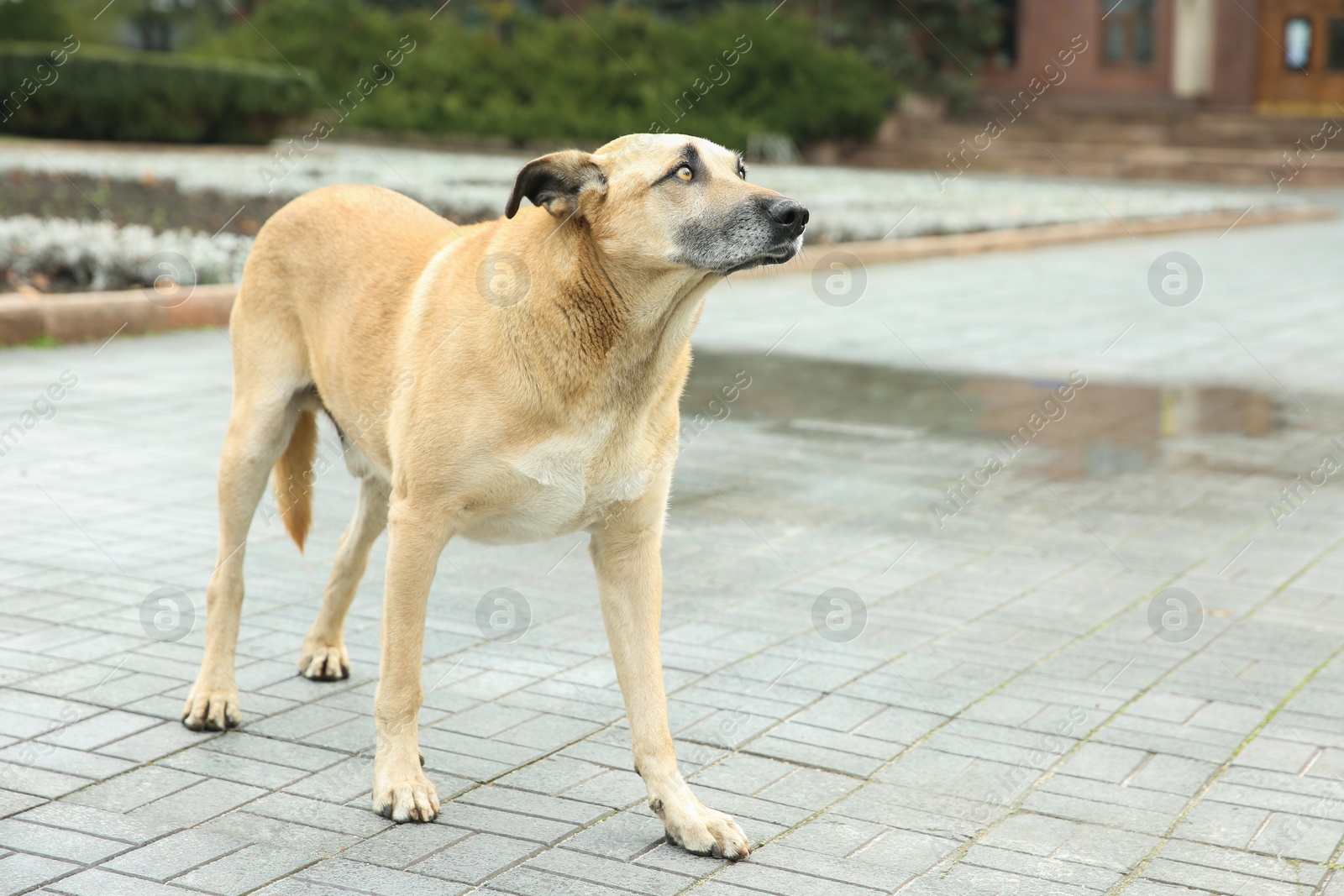 Photo of Homeless dog on city street, space for text. Abandoned animal