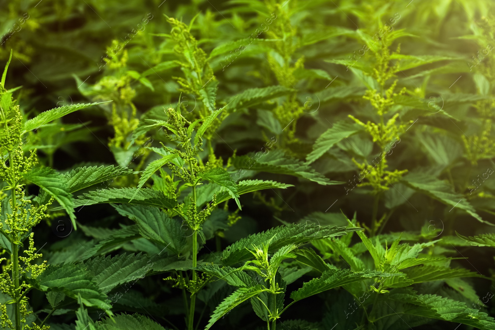 Photo of Beautiful green stinging nettle plants growing outdoors