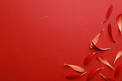 Photo of Beautiful fresh gerbera petals on red background, flat lay. Space for text