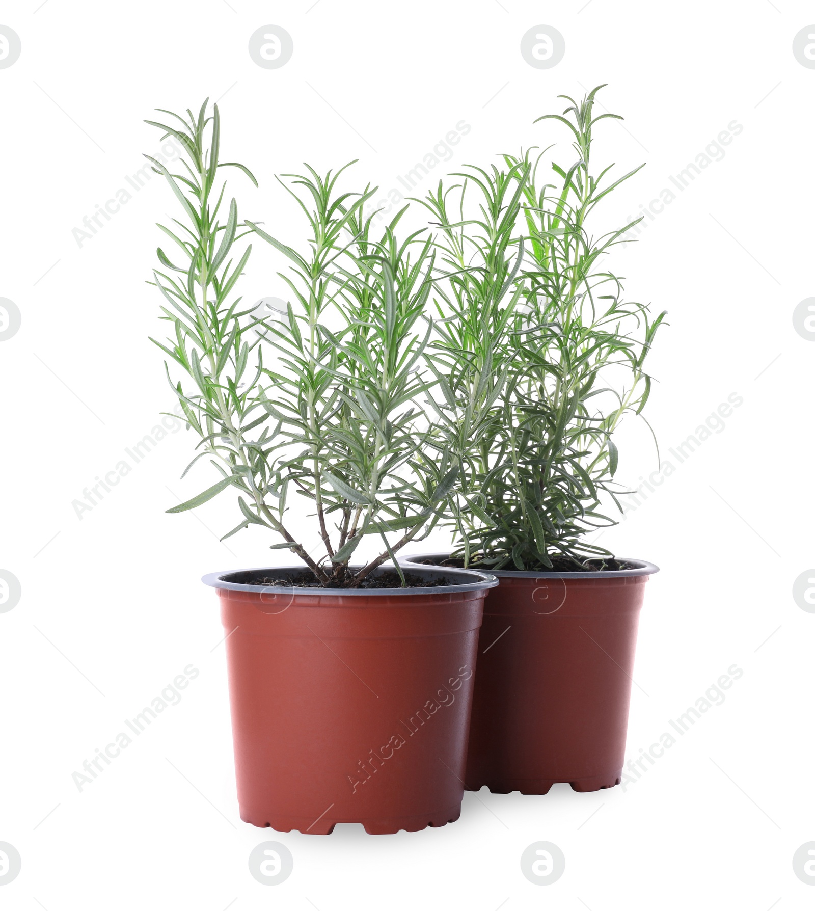 Photo of Aromatic green potted rosemary on white background