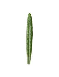 Photo of Fresh green rosemary leaf on white background