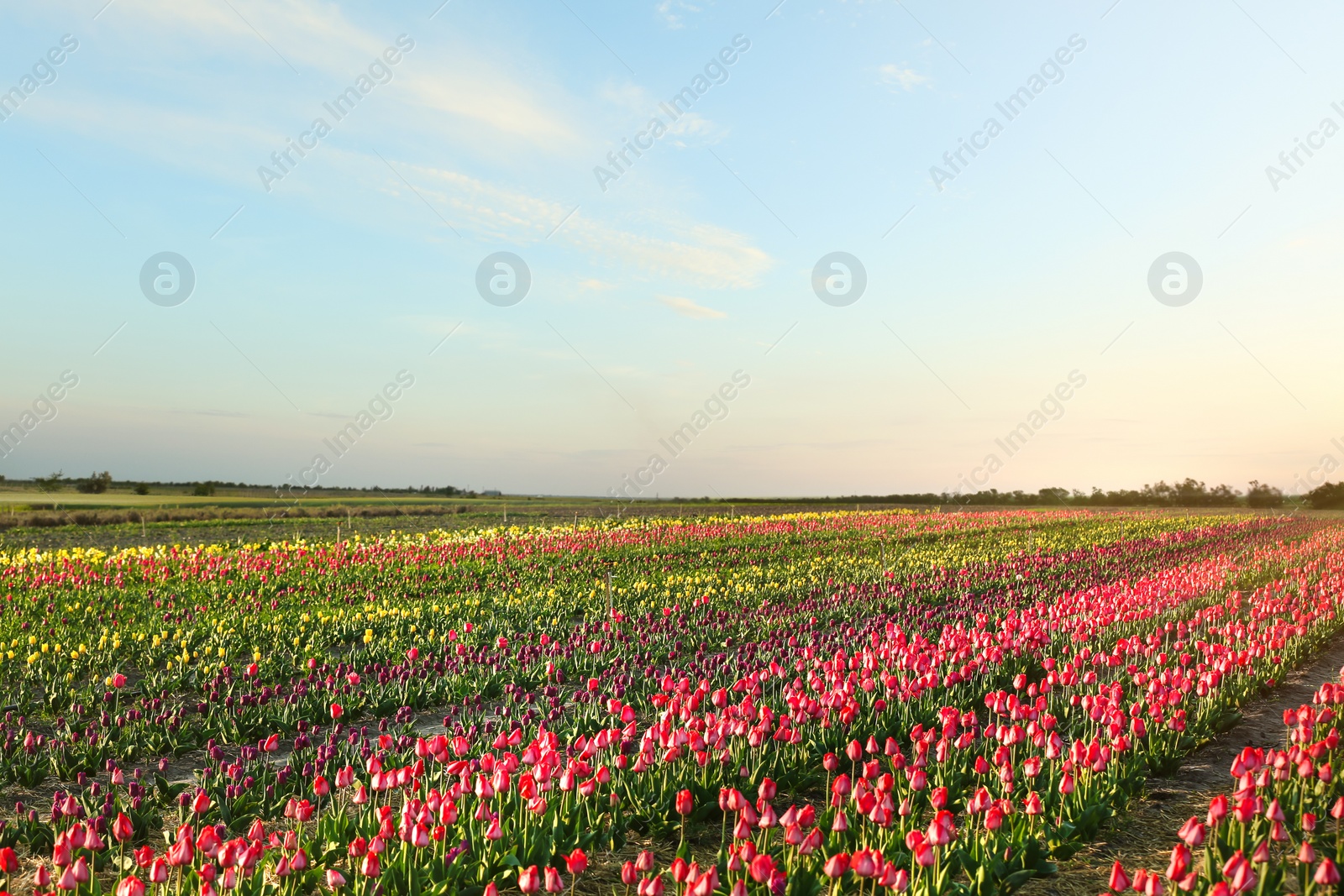 Photo of Field with fresh beautiful tulips. Blooming flowers