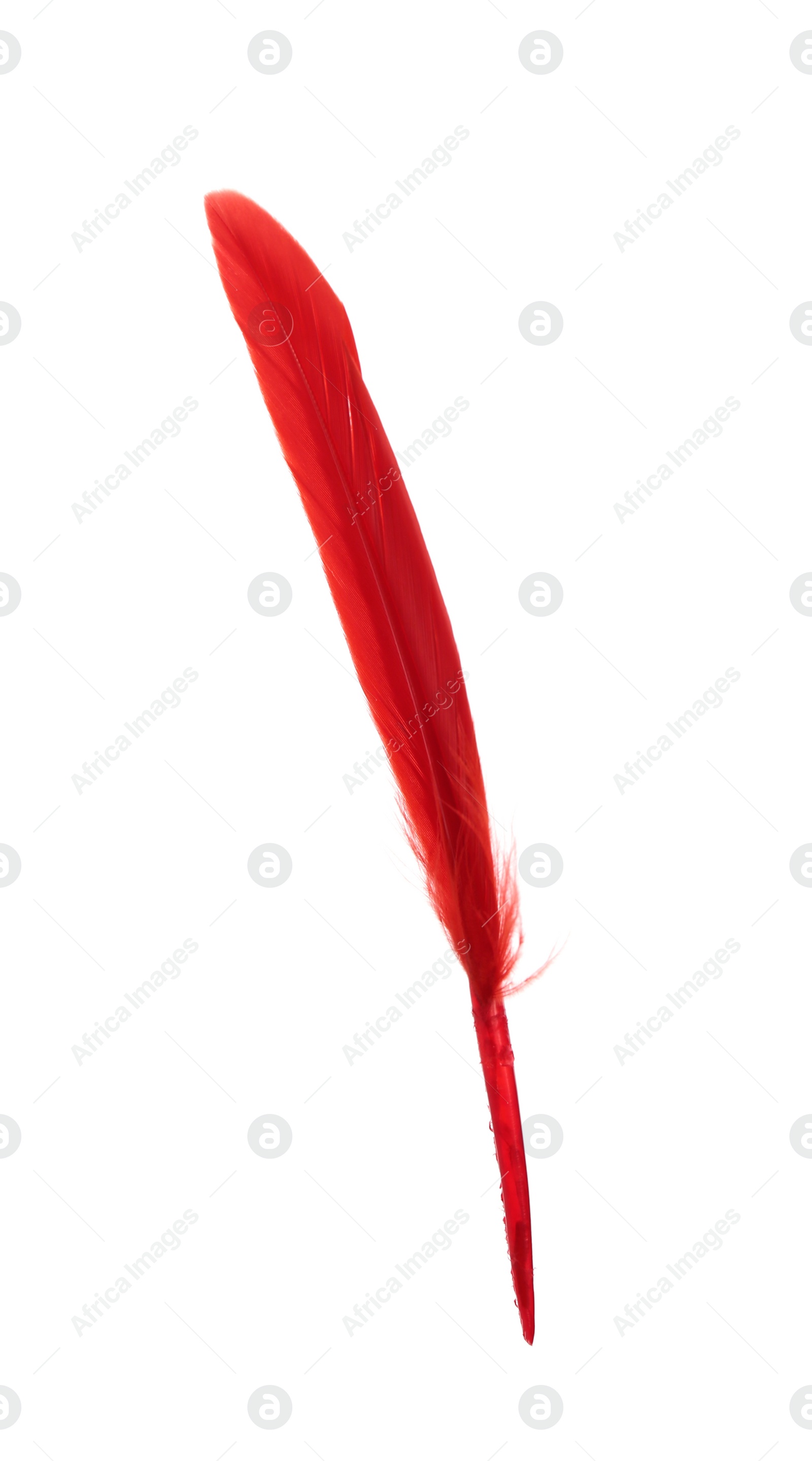 Photo of Fluffy beautiful red feather isolated on white