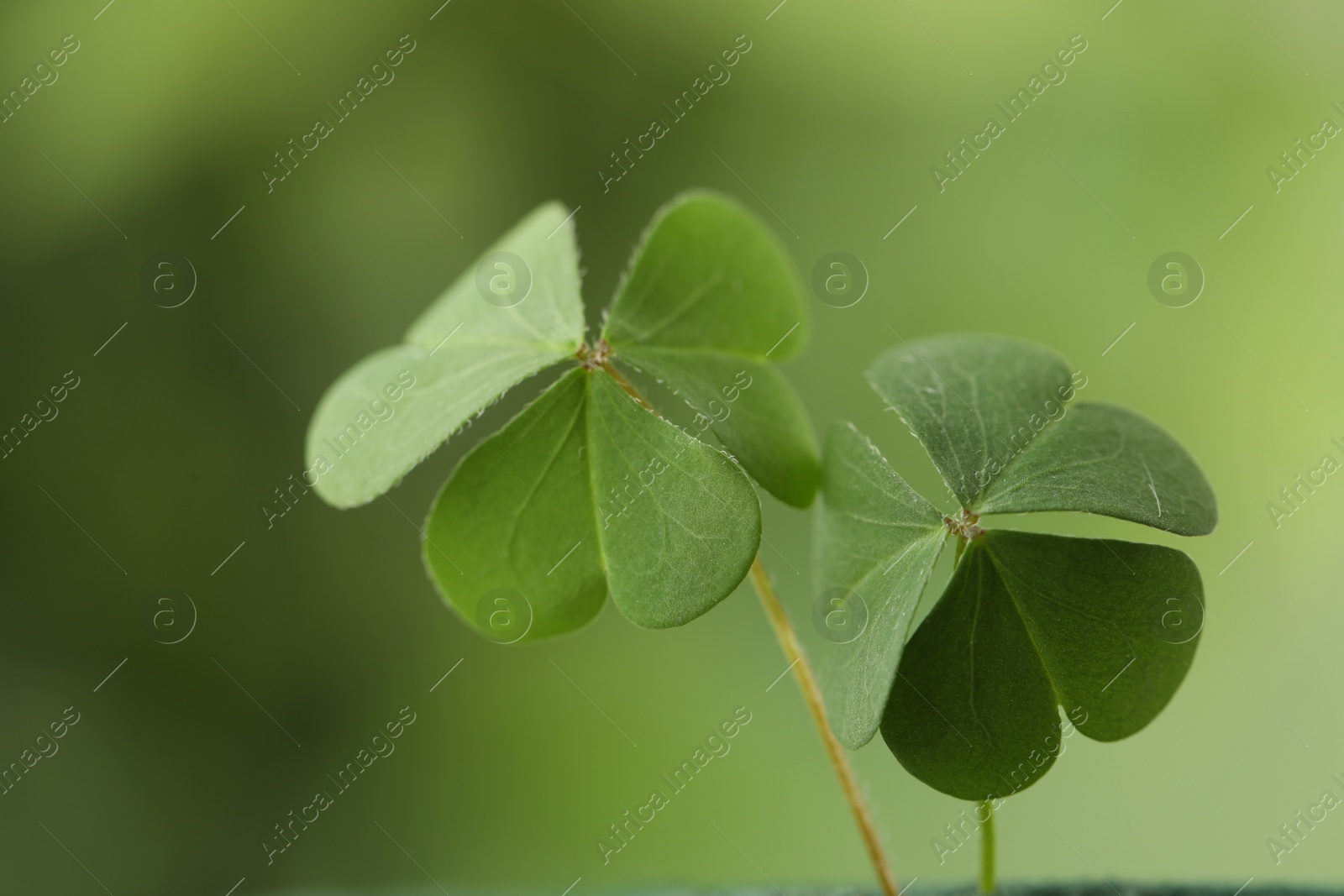 Photo of Clover leaves on blurred background, closeup. St. Patrick's Day symbol