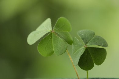 Clover leaves on blurred background, closeup. St. Patrick's Day symbol
