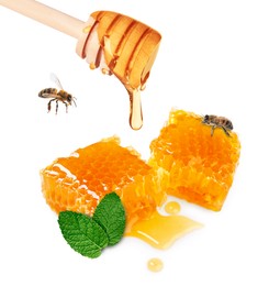 Dripping tasty honey from dipper onto honeycombs, mint and bees on white background