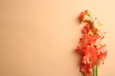 Photo of Beautiful gladiolus flowers on color background, top view