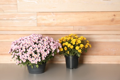 Beautiful potted chrysanthemum flowers on table near wooden wall. Space for text