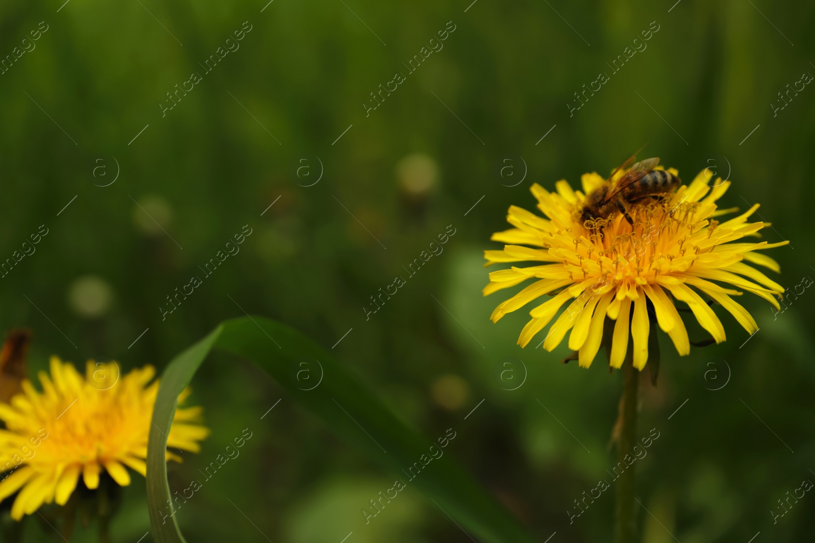 Photo of Bee on yellow dandelion flower outdoors, closeup. Space for text